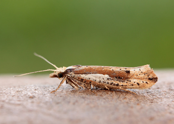 17.010 BF460 Ypsolopha parenthesella