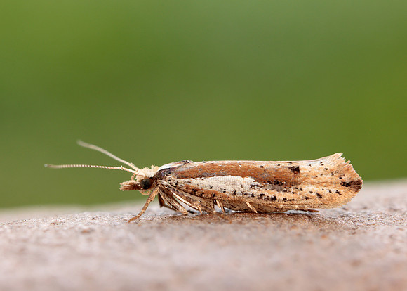 17.010 BF460 Ypsolopha parenthesella