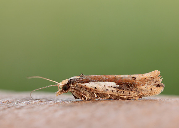 17.010 BF460 Ypsolopha parenthesella