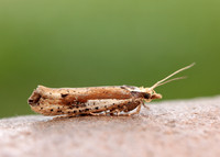 17.010 BF460 Ypsolopha parenthesella