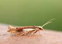 17.010 BF460 Ypsolopha parenthesella