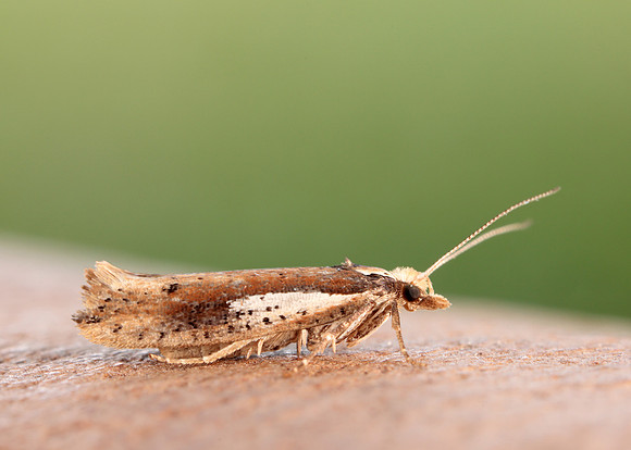 17.010 BF460 Ypsolopha parenthesella