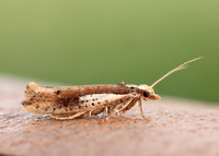 17.010 BF460 Ypsolopha parenthesella