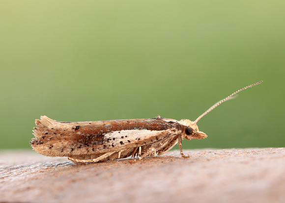 17.010 BF460 Ypsolopha parenthesella