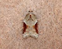 49.066 BF1038 Acleris laterana