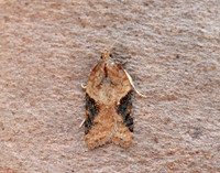49.066 BF1038 Acleris laterana