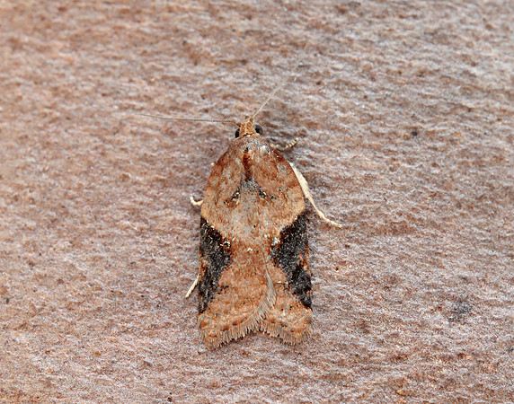 49.066 BF1038 Acleris laterana