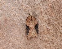 49.066 BF1038 Acleris laterana