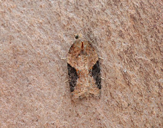 49.066 BF1038 Acleris laterana