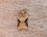 49.066 BF1038 Acleris laterana