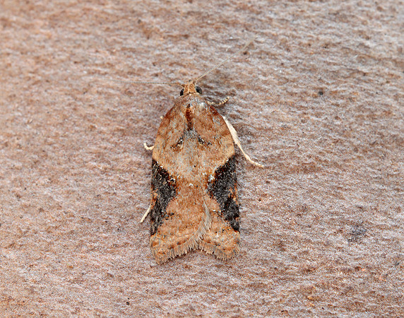 49.066 BF1038 Acleris laterana