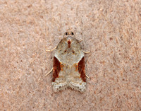 49.066 BF1038 Acleris laterana
