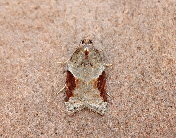 49.066 BF1038 Acleris laterana