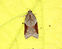 49.066 BF1038 Acleris laterana