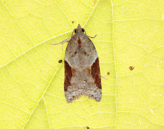 49.066 BF1038 Acleris laterana