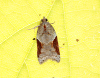 49.066 BF1038 Acleris laterana