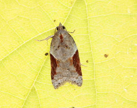 49.066 BF1038 Acleris laterana