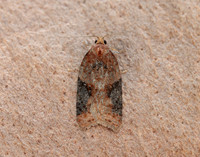 49.066 BF1038 Acleris laterana