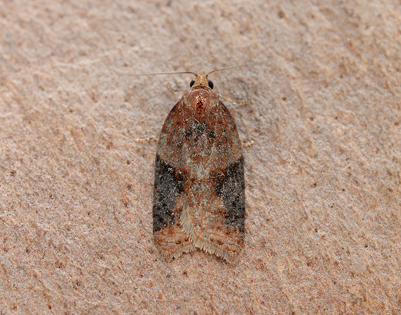 49.066 BF1038 Acleris laterana