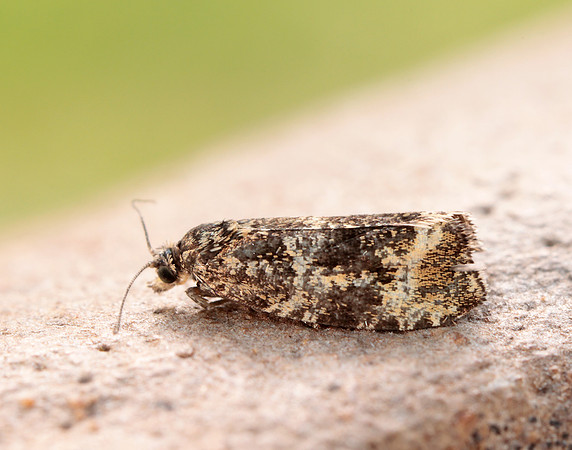 49.166 BF1076 Celypha lacunana