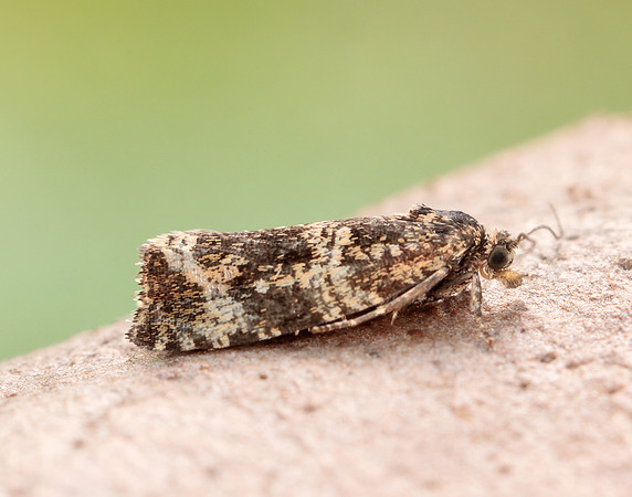 49.166 BF1076 Celypha lacunana
