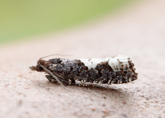 49.230 BF1151 Epinotia trigonella