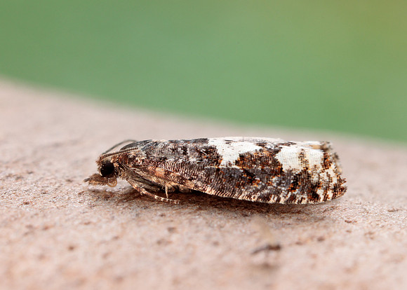 49.230 BF1151 Epinotia trigonella