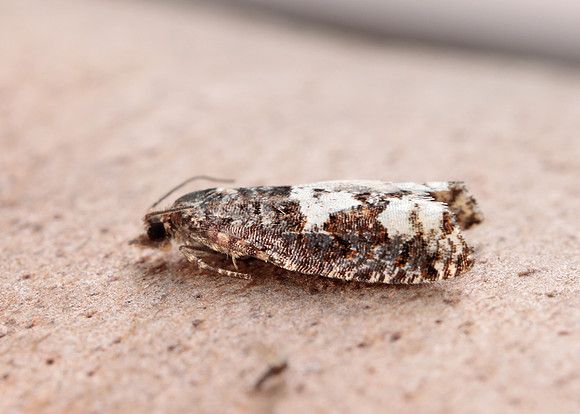 49.230 BF1151 Epinotia trigonella