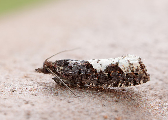 49.230 BF1151 Epinotia trigonella