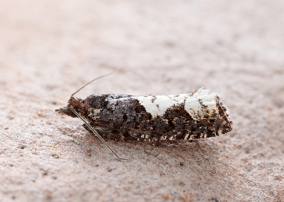 49.230 BF1151 Epinotia trigonella