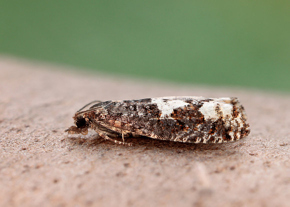 49.230 BF1151 Epinotia trigonella