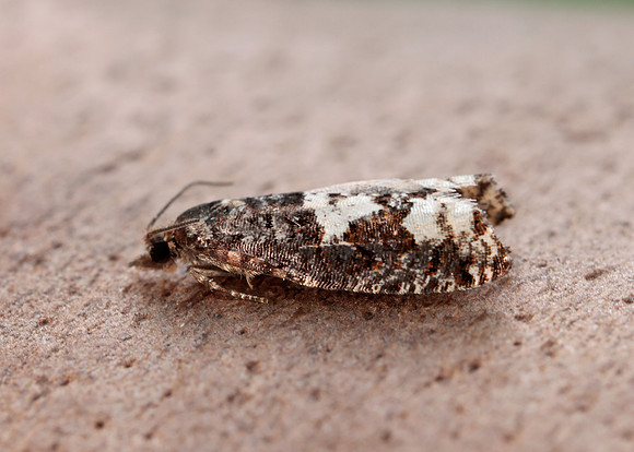 49.230 BF1151 Epinotia trigonella