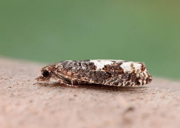 49.230 BF1151 Epinotia trigonella