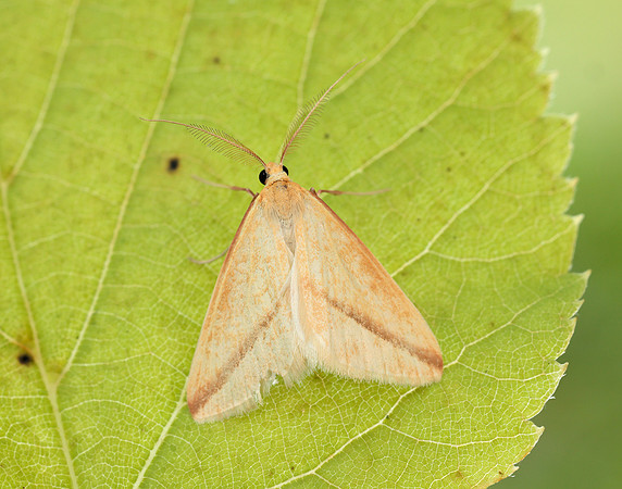70.038 BF1716 Vestal Rhodometra sacraria