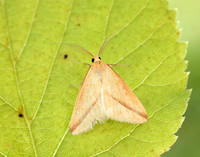 70.038 BF1716 Vestal Rhodometra sacraria