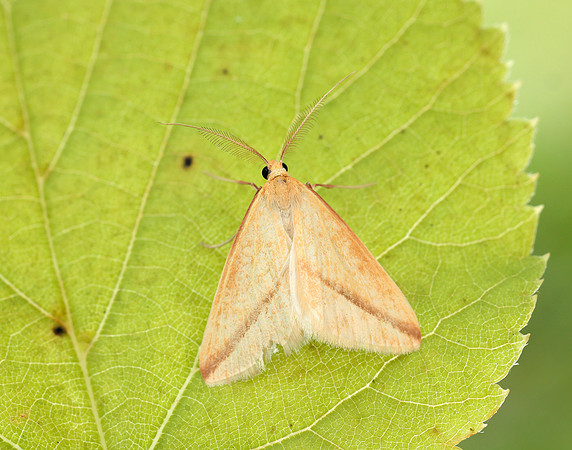 70.038 BF1716 Vestal Rhodometra sacraria