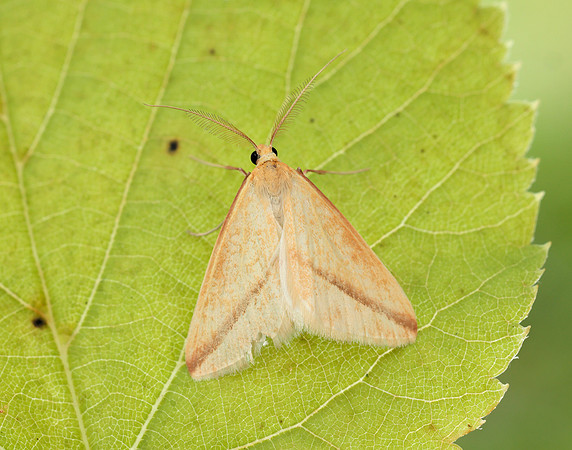 70.038 BF1716 Vestal Rhodometra sacraria