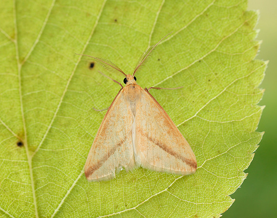 70.038 BF1716 Vestal Rhodometra sacraria