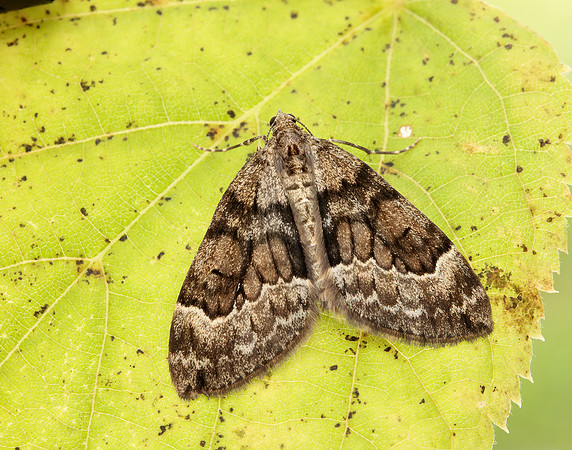 70.079 BF1769 Spruce Carpet Thera britannica