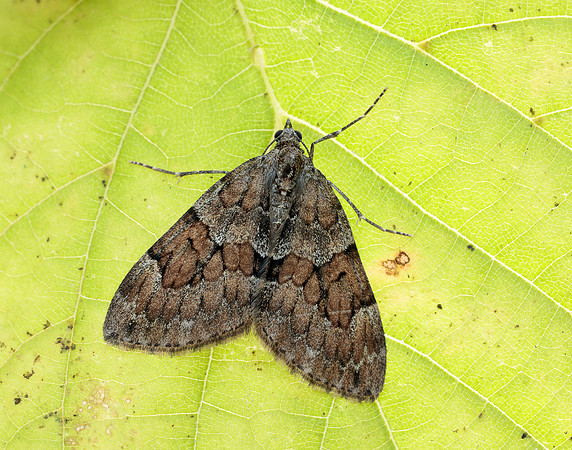 70.079 BF1769 Spruce Carpet Thera britannica