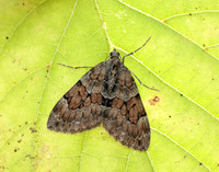 70.079 BF1769 Spruce Carpet Thera britannica