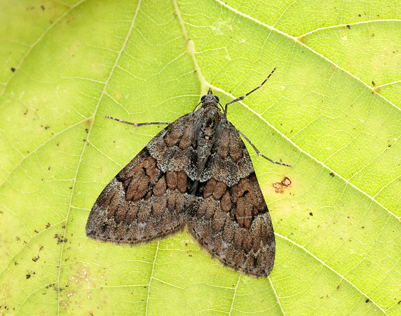 70.079 BF1769 Spruce Carpet Thera britannica
