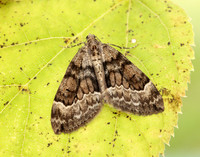70.079 BF1769 Spruce Carpet Thera britannica