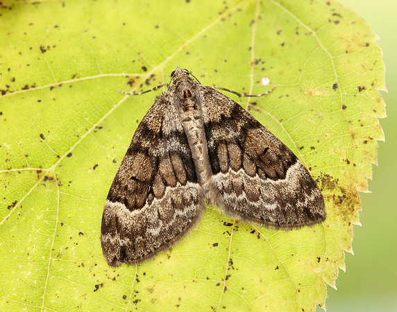 70.079 BF1769 Spruce Carpet Thera britannica