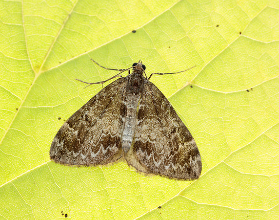 70.097 BF1764 Common Marbled Carpet Dysstroma truncata