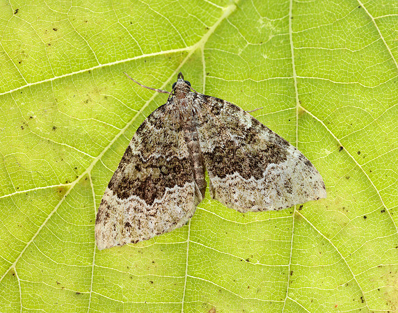 70.099 BF1774 Beech-green Carpet Colostygia olivata