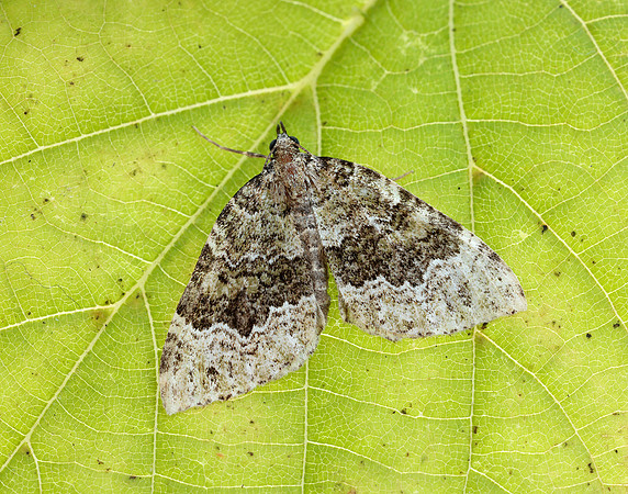 70.099 BF1774 Beech-green Carpet Colostygia olivata