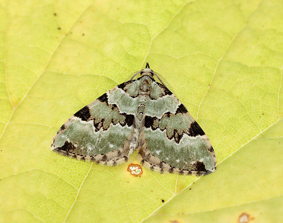 70.100 BF1776 Green Carpet Colostygia pectinataria