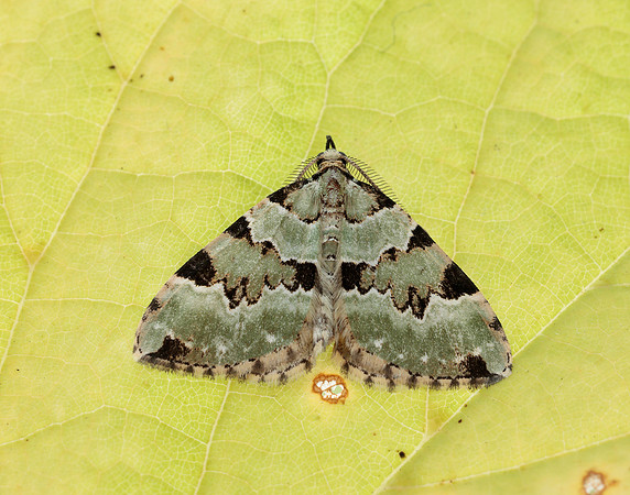 70.100 BF1776 Green Carpet Colostygia pectinataria