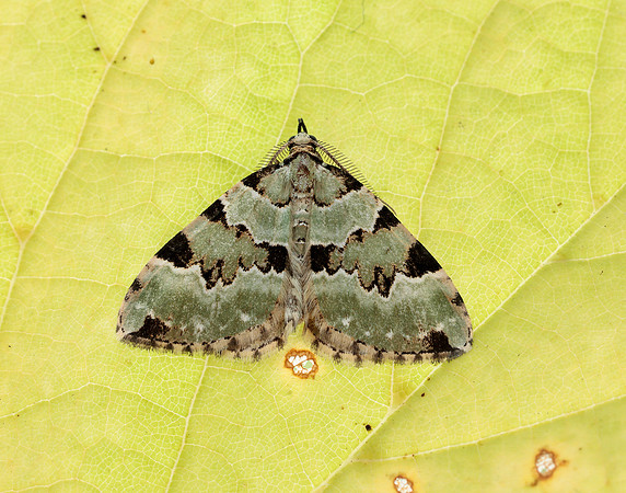 70.100 BF1776 Green Carpet Colostygia pectinataria